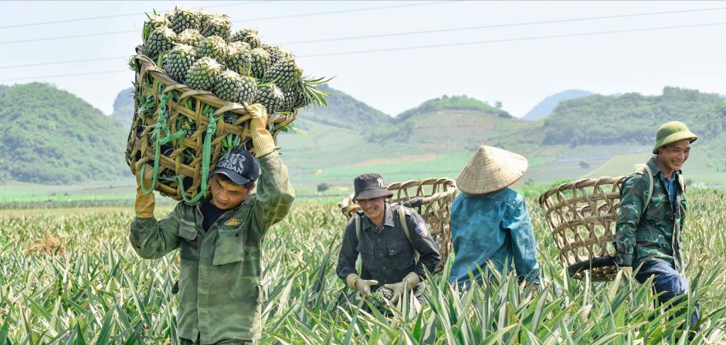 Người nông dân thu hoạch dứa